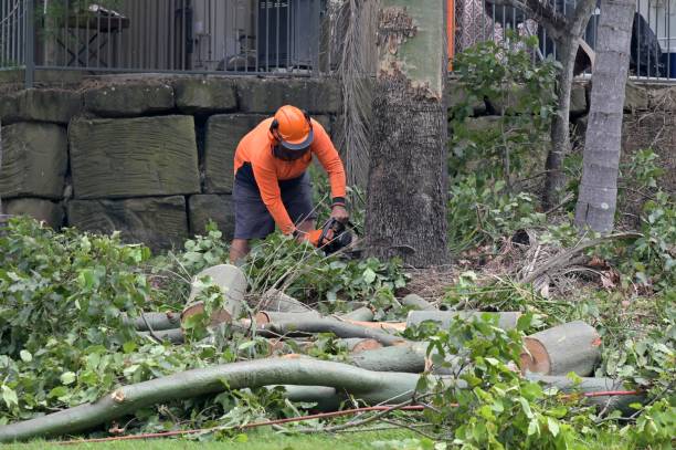 Best Tree Disease Treatment  in Springville, VA